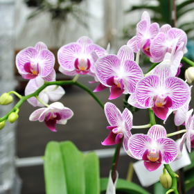 fleurs d'orchidée